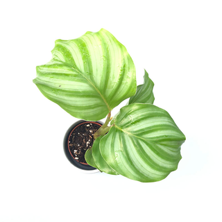 Calathea orbifolia Babyplant