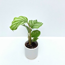 Calathea orbifolia Babyplant