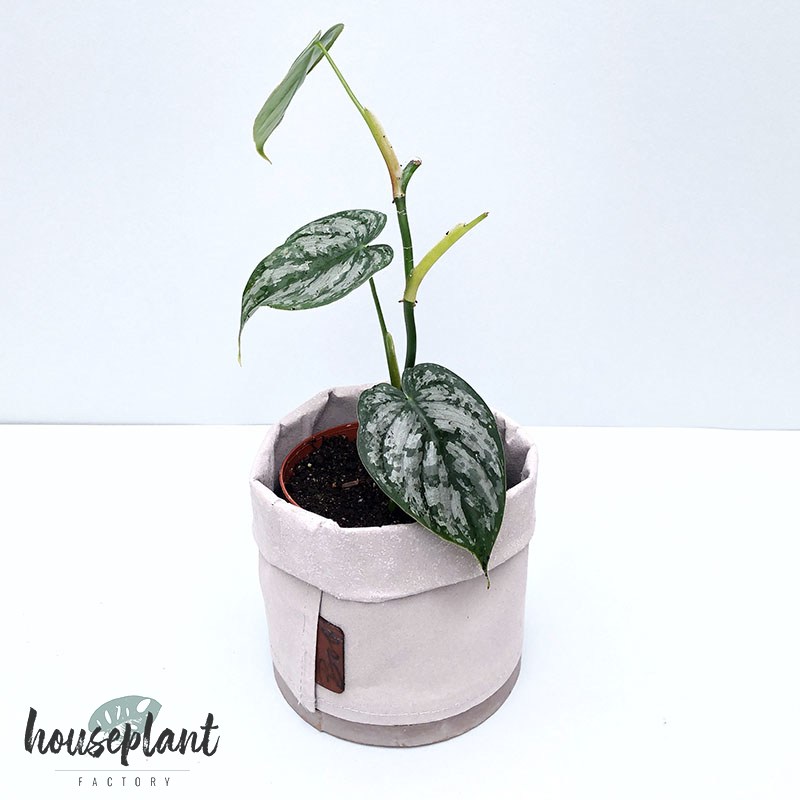 Philodendron brandtianum - Houseplant Factory - Besondere ...