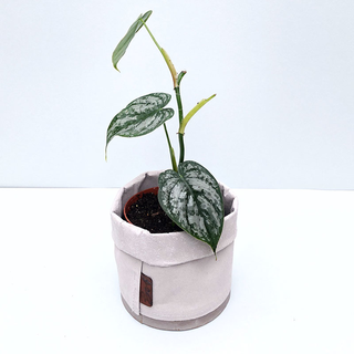 Philodendron brandtianum XL Blatt