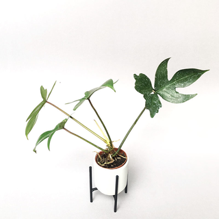 Philodendron laciniatum