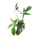 Philodendron laciniatum