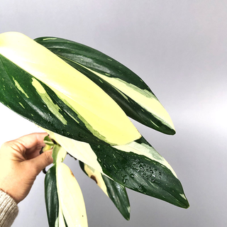 Philodendron standleyana white variegated Ableger