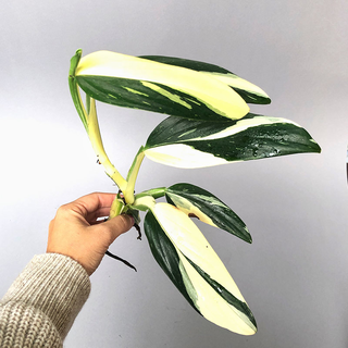 Philodendron standleyana white variegated Ableger