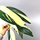 Philodendron standleyana white variegated Cutting