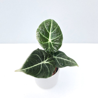 Alocasia Black Velvet Babyplant