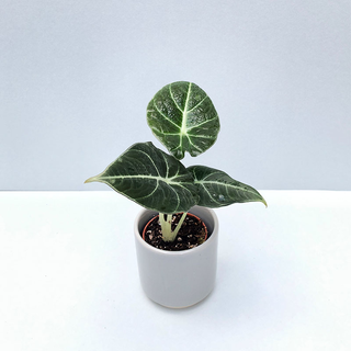 Alocasia Black Velvet Babyplant