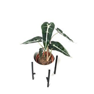 Alocasia Polly