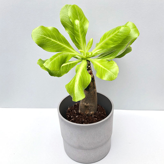 Brighamia insignis Vulkanpalme