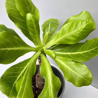 Brighamia insignis Vulkanpalme
