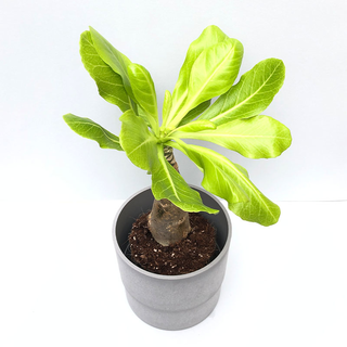Brighamia insignis Vulkanpalme