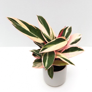 Calathea triostar Babyplant