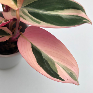 Calathea triostar Babyplant