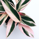 Calathea triostar Babyplant