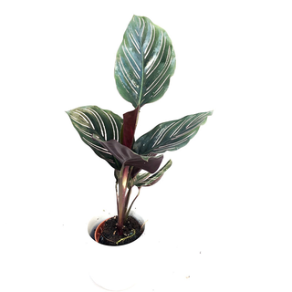 Calathea ornata Babyplant