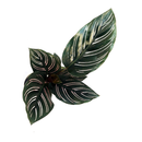 Calathea ornata Babyplant