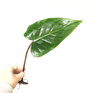 Philodendron erubescens - Cutting