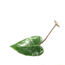 Philodendron erubescens - Cutting