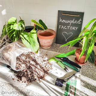 Ben`s Philodendron & Monstera Soil