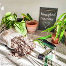 Bens Philodendron & Monstera Soil, Spezial Erde