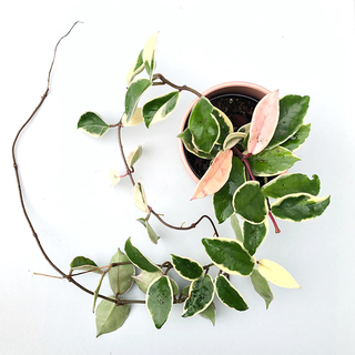 Hoya albomarginata variegata