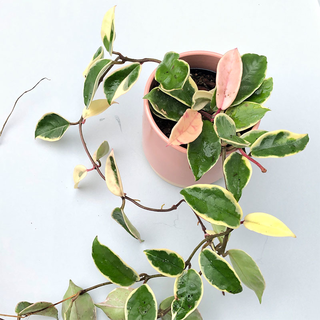 Hoya albomarginata variegata