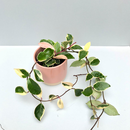 Hoya albomarginata variegata