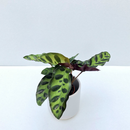 Calathea lancifolia Babyplant