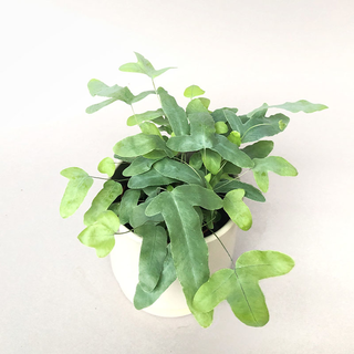 Asplenium blue