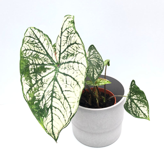 Caladium White Christmas