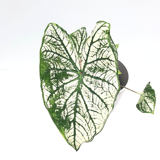 Caladium White Christmas