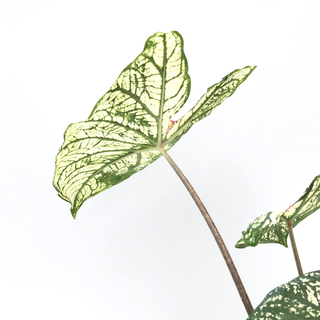 Caladium White Christmas