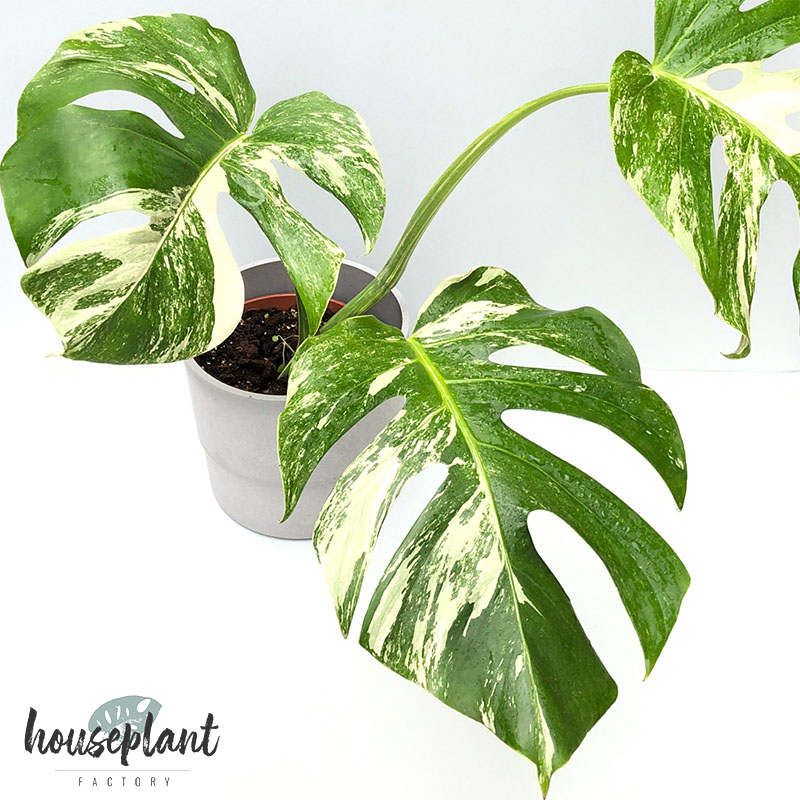 Monstera variegata Mutterpflanze - Houseplant Factory - Rare Housepla