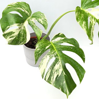 Monstera variegata Motherplant