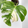 Monstera  deliciosa variegata - Mutterpflanze
