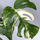 Monstera  deliciosa variegata - Mutterpflanze