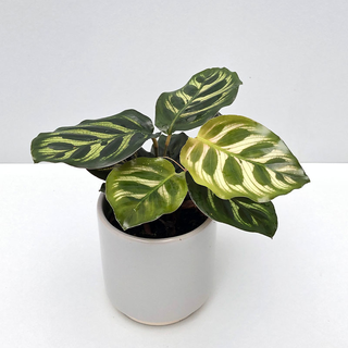 Calathea makoyana Babyplant