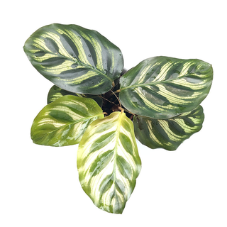 Calathea makoyana Babyplant