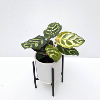 Calathea makoyana Babyplant