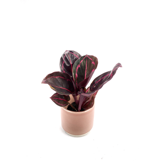 Calathea roseopicta illustris  Babyplant
