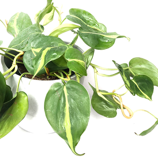 Philodendron scandens Brasil XL
