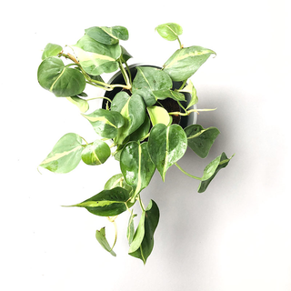 Philodendron scandens Brasil XL