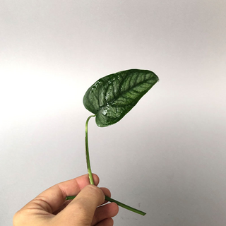 Monstera siltepecana - Cutting