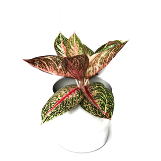 Aglaonema Fancy Pink