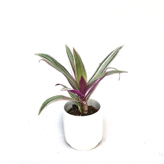 Tradescantia Purple Flame