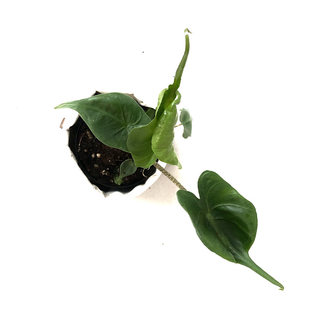 Alocasia Stingray Babyplant