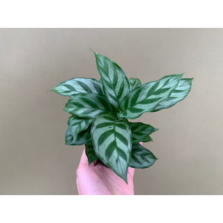 Calathea Freddie