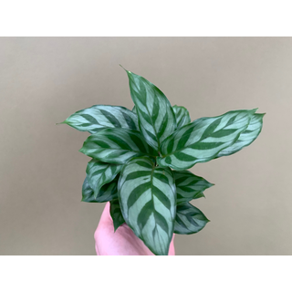 Calathea Freddie