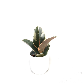 Ficus Tineke