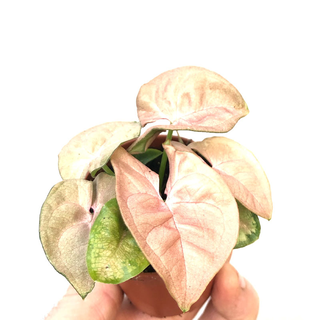 Syngonium `Red Heart`